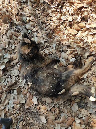 Photo from customer review