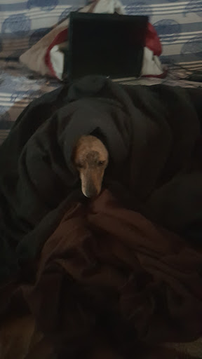 Photo from customer review